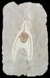 Lonchodomas (Ampyx) Trilobite - Morocco #56174-1